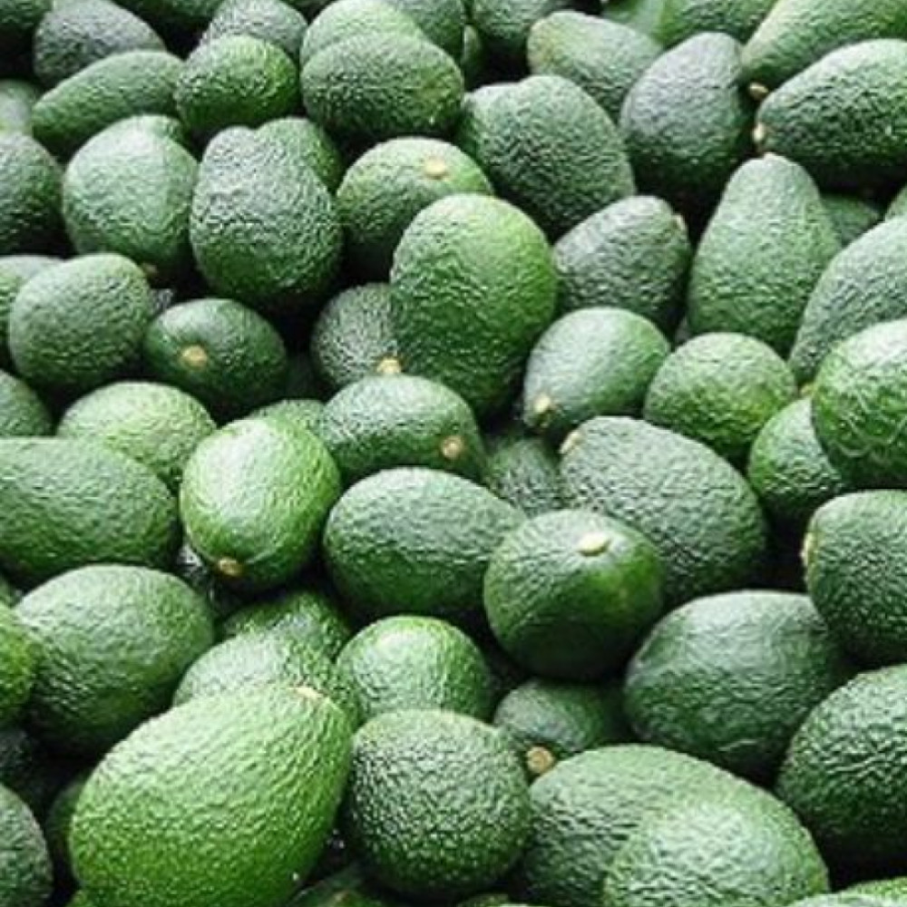 PALTA HASS FRESCA