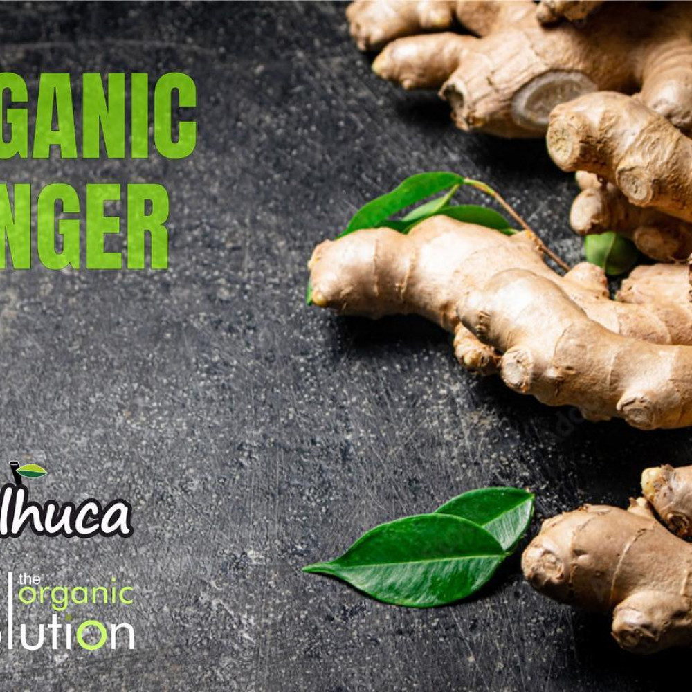 JENGIBRE ORGÁNICO