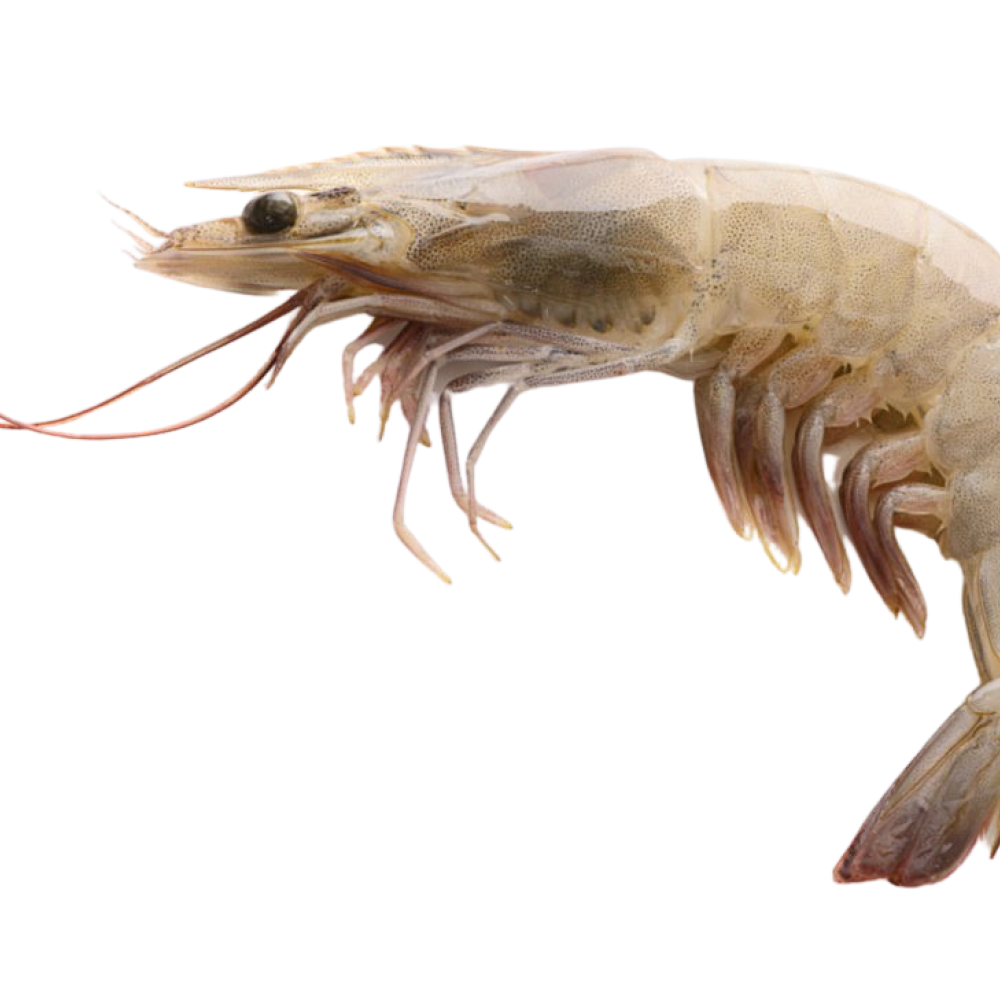Langostino