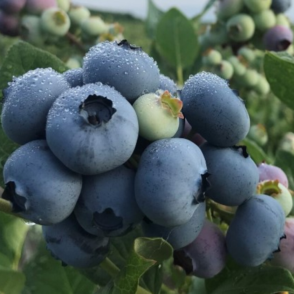 ARANDANOS