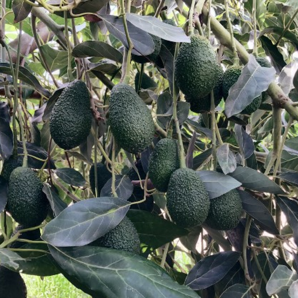 AGUATE/ PALTA