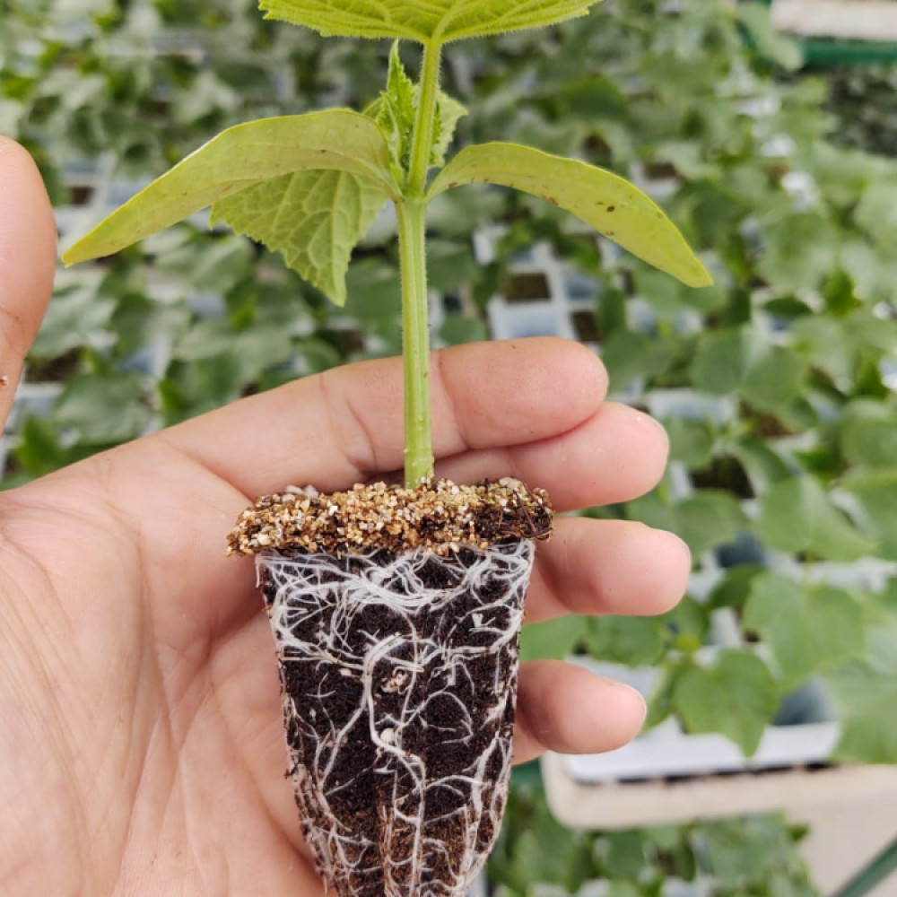 SUSTRATOS PARA GERMINACION DE ARANDANOS, FRAMBUESAS, TOMATES  ETC