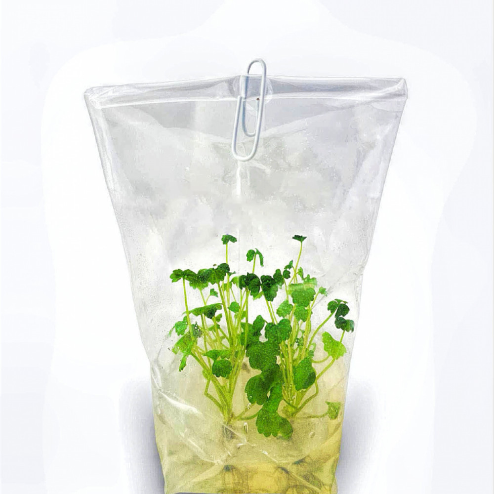 Plantones de Fresa In-Vitro