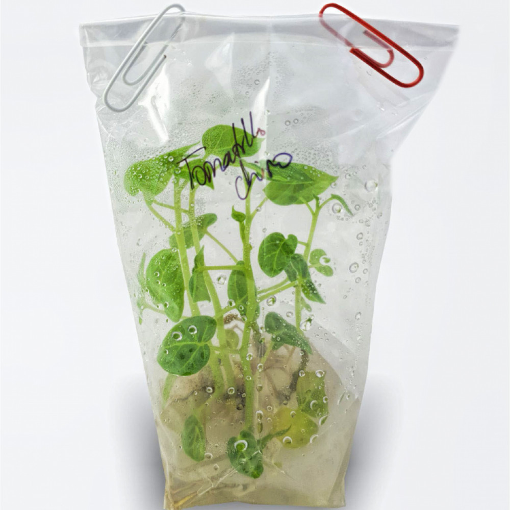 Plantones de Aguaymanto In-Vitro