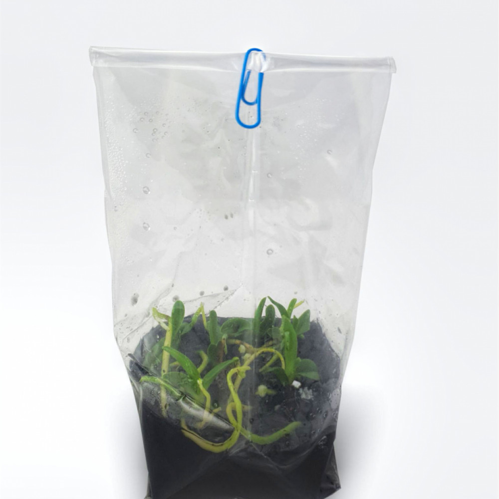 Plantones de Orquidea In-Vitro