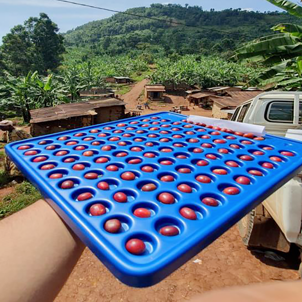 TABLA DE CLASIFICACIÓN DE CEREZAS