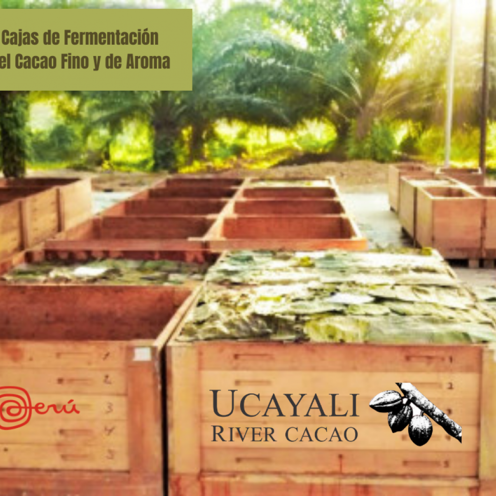 granos secos de cacao