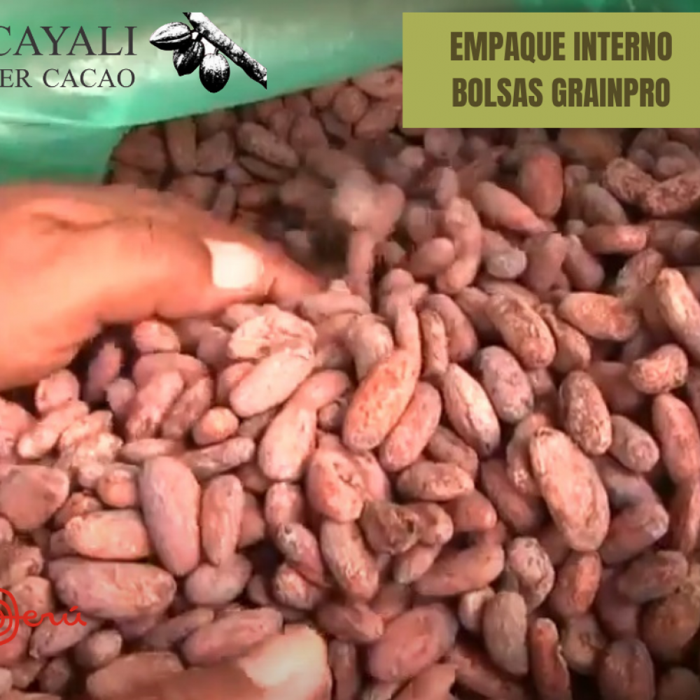 granos secos de cacao