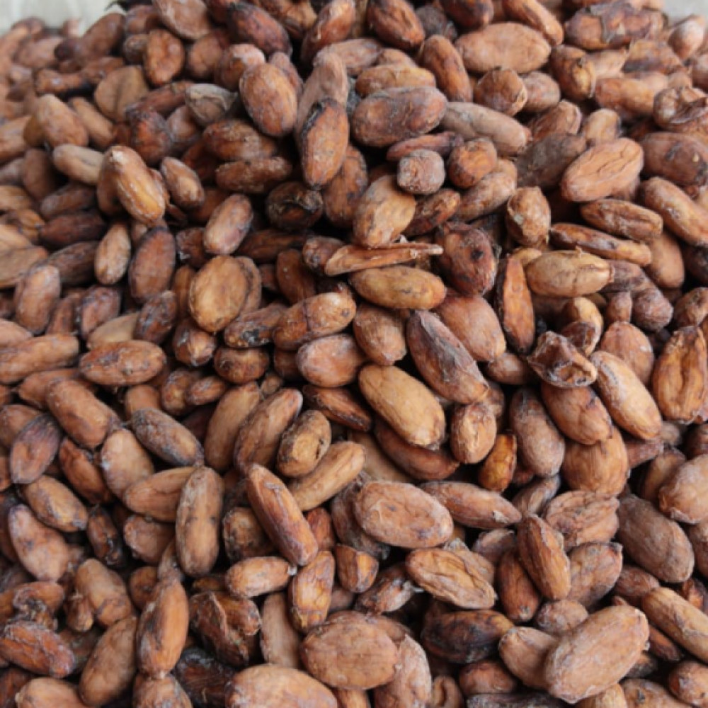 cacao en grano