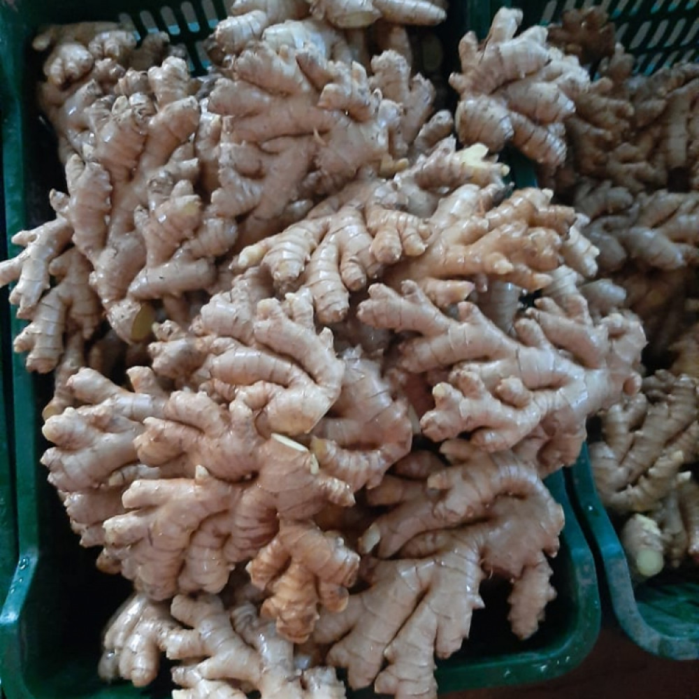 JENGIBRE PARA JUGO