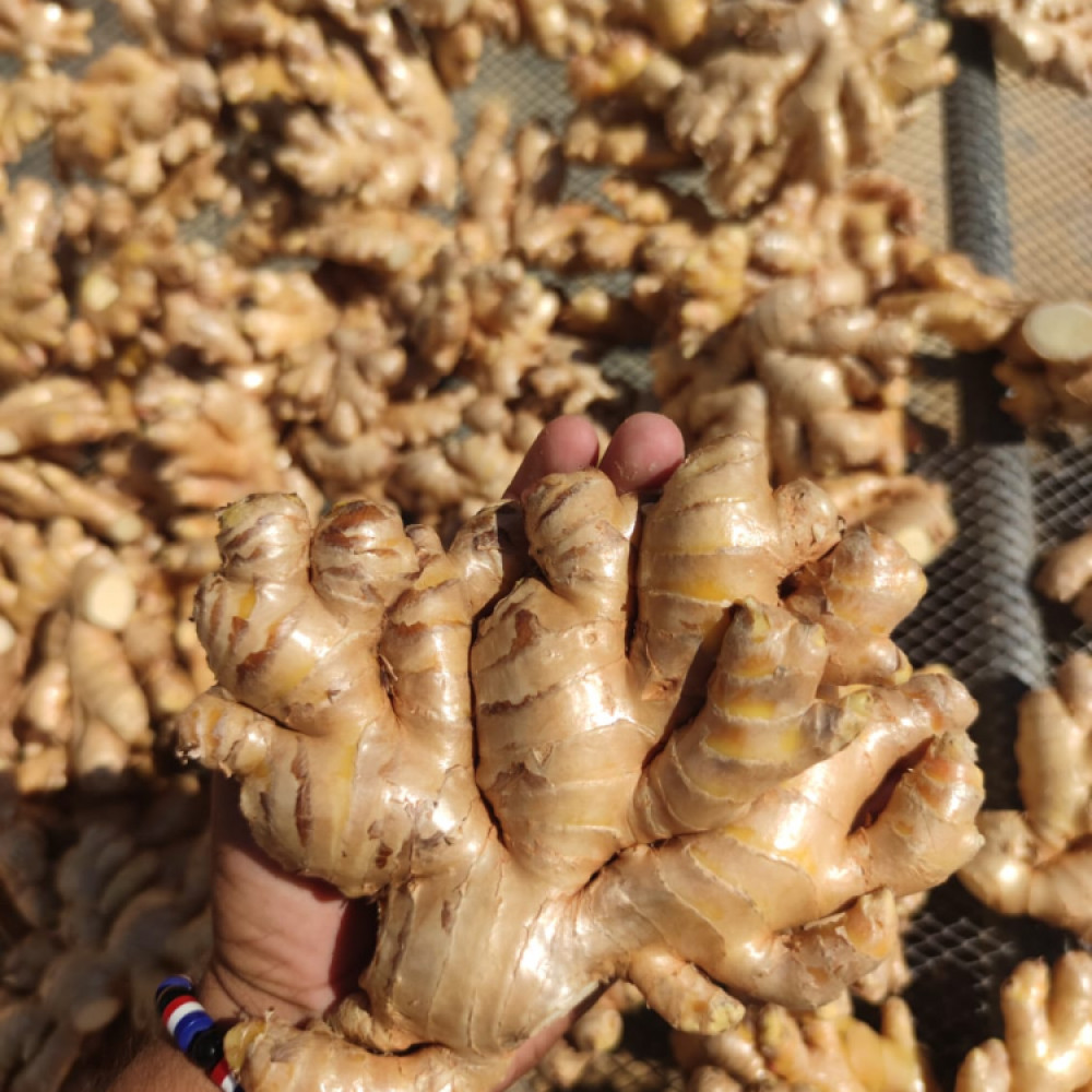 GINGER ROOT /JENGIBRE FRESCO EN RAIZ